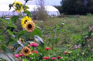 tournesolserre-768×505