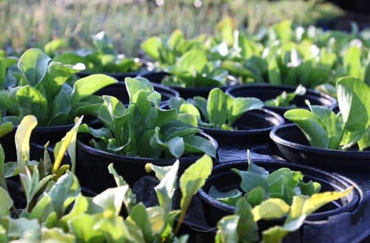 oseilleplant-768×505