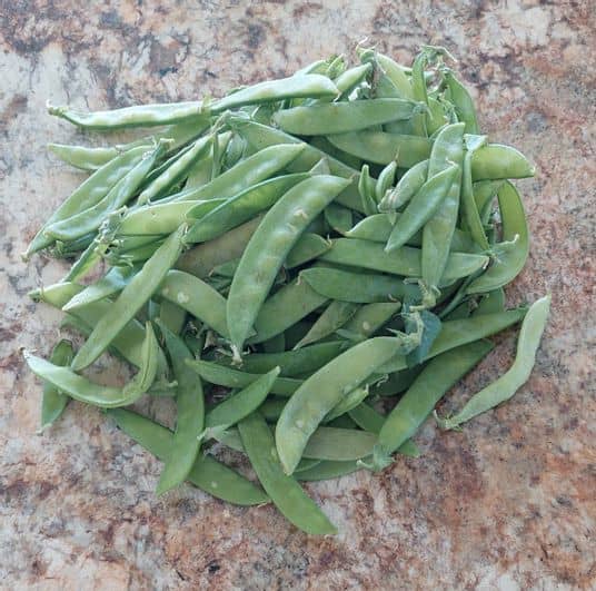 Pois mange-tout 20250614_110344