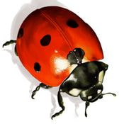 cropped-coccinelle-2227547005.jpg