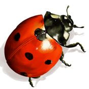 cropped-coccinelle-2227547005.jpg