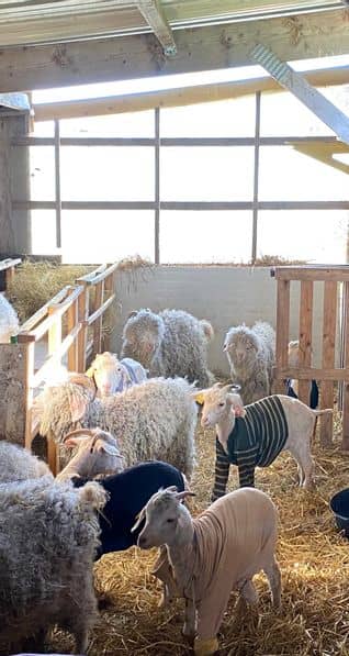 evenement chevre héloise 9