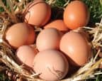 oeufs