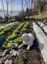 chien au jardin