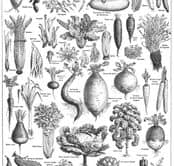 légumes larousse