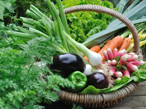 sommaire-produits-legumes-AdobeStock_101721139