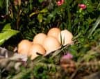 oeufs-bio-savoie-albertville