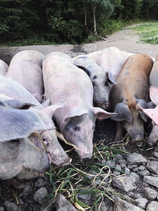porc-01