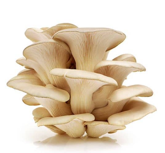 oyster mushroom on white background