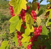 469458797_964501159062868_8073389753146791079_n