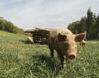 Cochon