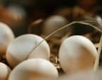 oeufs