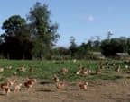 poulets