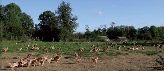 poulets