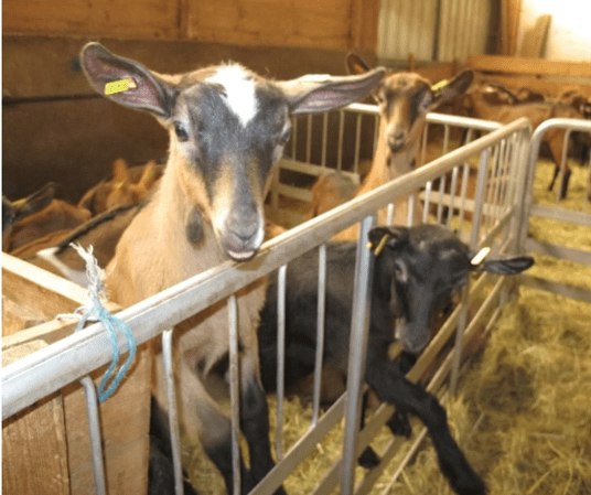 Capture d’écran 2026-02-19 195814