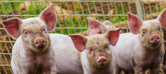 Capture d’écran 2026-02-19 201006