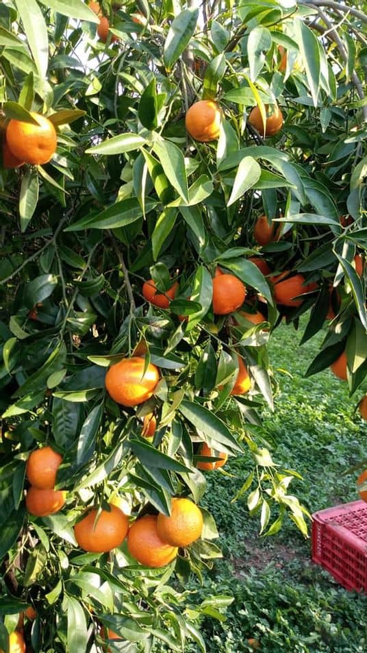 127719085_3889162427812684_4587574051148236634_n