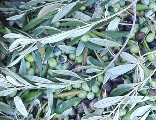 Capture d’écran 2026-03-01 204814