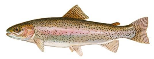 Truite_arc-en-ciel