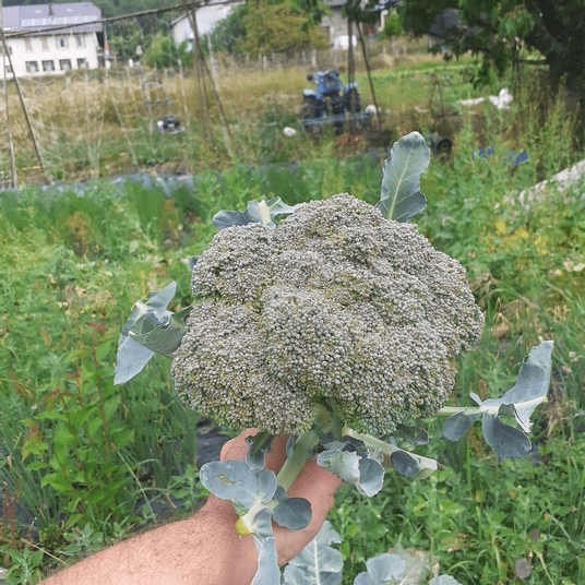 Screenshot 2026-02-08 at 16-03-58 Facebook