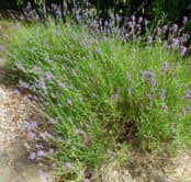 lavandes